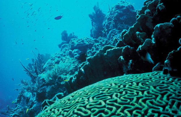 Sustainable Fashion Lessons We Can Learn from the Coral Reef